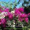 hoa-giay-singapore-3