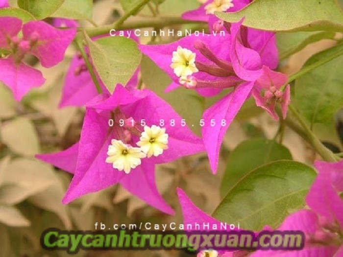 Hoa giấy singapore tô thêm nét đẹp mới cho không gian đầy sắc và hương