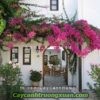 hoa-giay-singapore-6