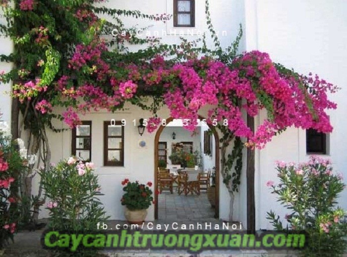 Hoa giấy singapore tô thêm nét đẹp mới cho không gian đầy sắc và hương