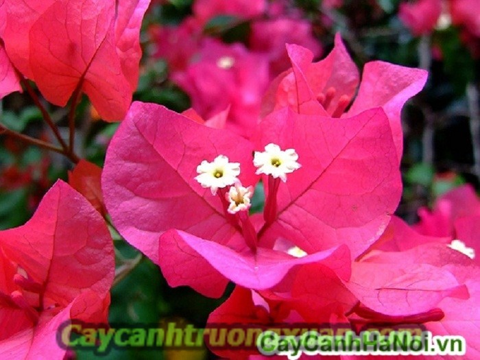 Cây hoa giấy Thái Lan nét đẹp giản dị, tạo điểm nhấn cho không gian sống