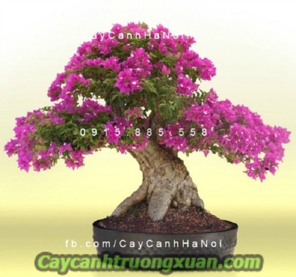 Cây hoa giấy Thái Lan nét đẹp giản dị, tạo điểm nhấn cho không gian sống