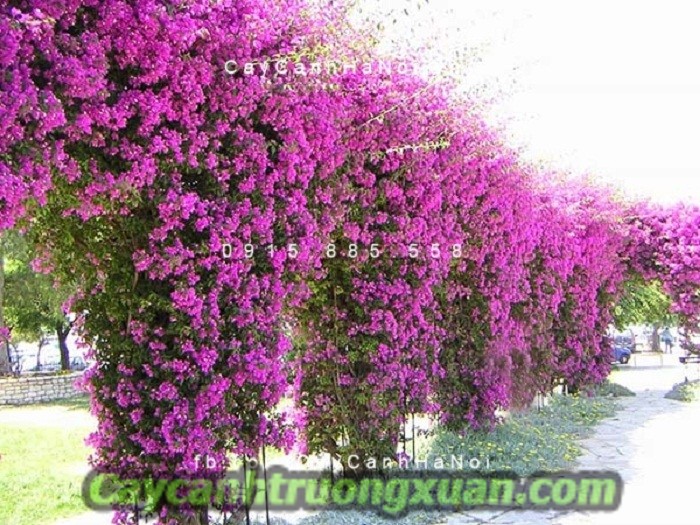 Cây hoa giấy Thái Lan nét đẹp giản dị, tạo điểm nhấn cho không gian sống