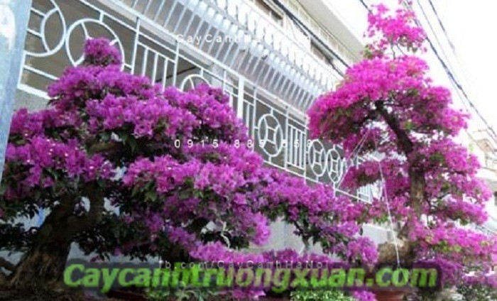 Cây hoa giấy Thái Lan nét đẹp giản dị, tạo điểm nhấn cho không gian sống