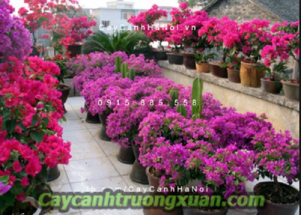 Cây hoa giấy Thái Lan nét đẹp giản dị, tạo điểm nhấn cho không gian sống