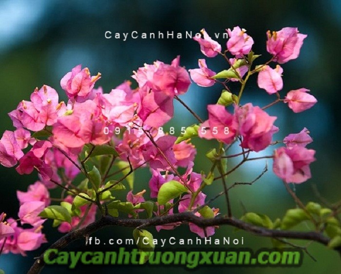 Cây hoa giấy Thái Lan nét đẹp giản dị, tạo điểm nhấn cho không gian sống