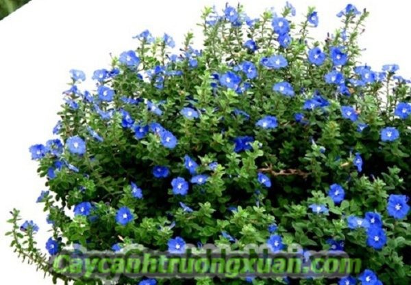 Hoa thanh tú, hoa ban công mang sắc xanh lam dịu dàng