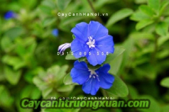 Hoa thanh tú, hoa ban công mang sắc xanh lam dịu dàng