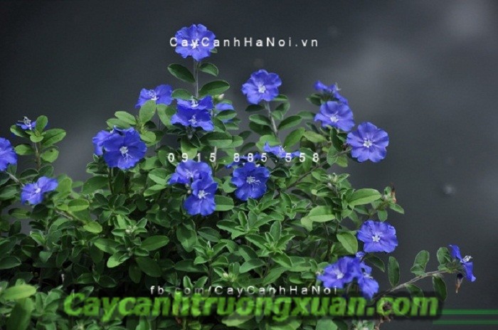 Hoa thanh tú, hoa ban công mang sắc xanh lam dịu dàng