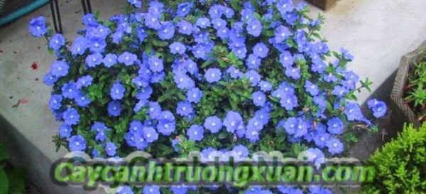 Hoa thanh tú, hoa ban công mang sắc xanh lam dịu dàng