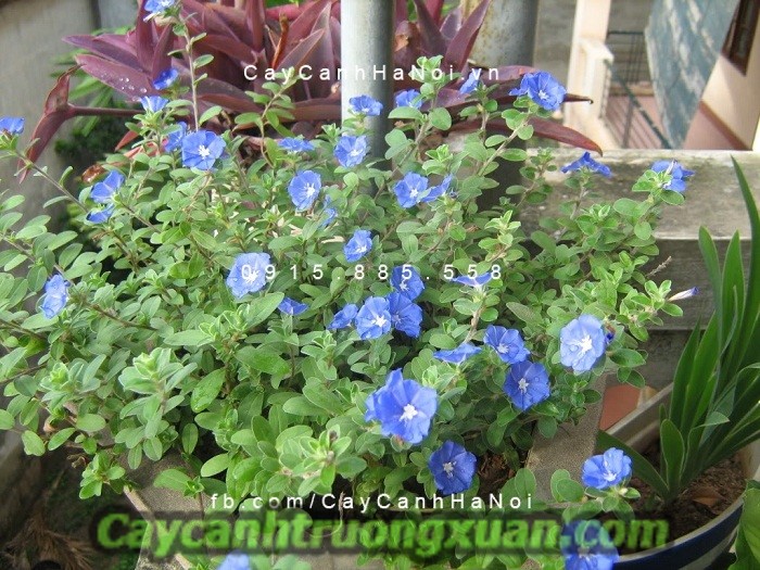 Hoa thanh tú, hoa ban công mang sắc xanh lam dịu dàng