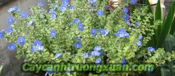 Hoa thanh tú, hoa ban công mang sắc xanh lam dịu dàng