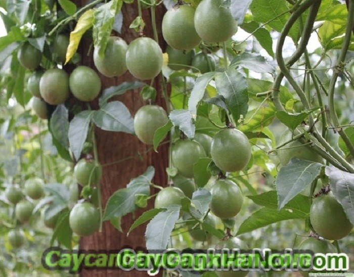 Cây chanh leo, cây leo giàn đẹp, che nắng tốt, thức uống bổ dưỡng