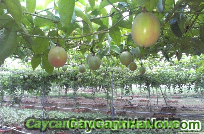 Cây chanh leo, cây leo giàn đẹp, che nắng tốt, thức uống bổ dưỡng