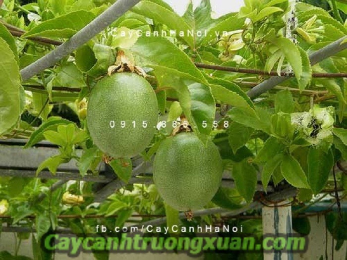 Cây chanh leo, cây leo giàn đẹp, che nắng tốt, thức uống bổ dưỡng