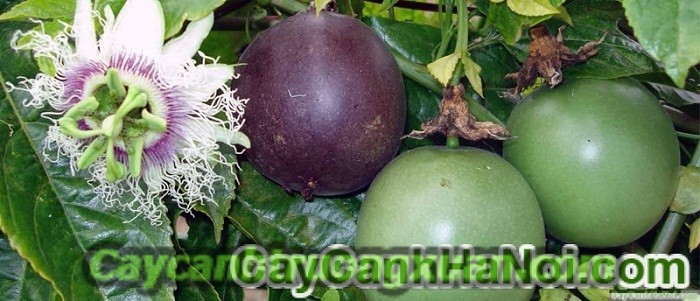 Cây chanh leo, cây leo giàn đẹp, che nắng tốt, thức uống bổ dưỡng