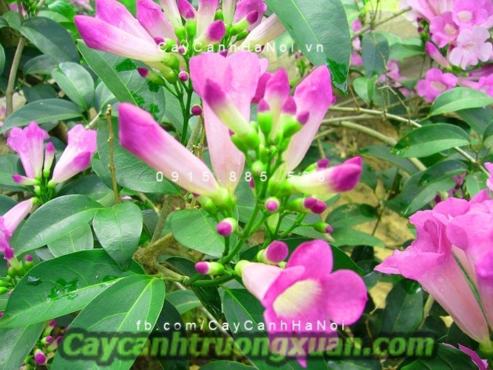 Cây hoa lan tỏi mang sắc tím thủy chung len lỏi vào từng không gian sống
