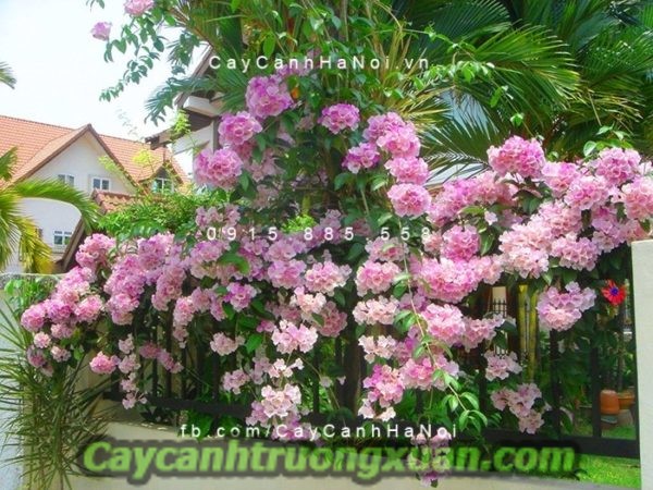 cay-hoa-lan-toi2