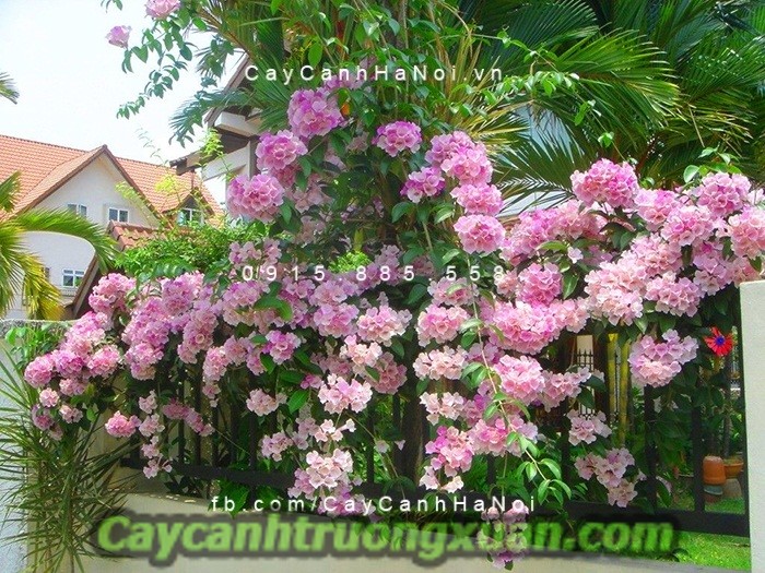 Cây hoa lan tỏi mang sắc tím thủy chung len lỏi vào từng không gian sống