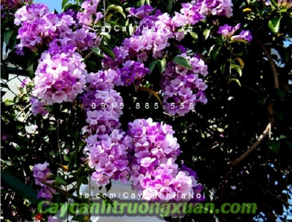 Cây hoa lan tỏi mang sắc tím thủy chung len lỏi vào từng không gian sống