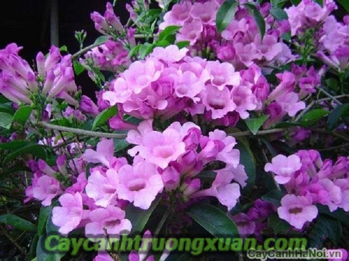Cây hoa lan tỏi mang sắc tím thủy chung len lỏi vào từng không gian sống