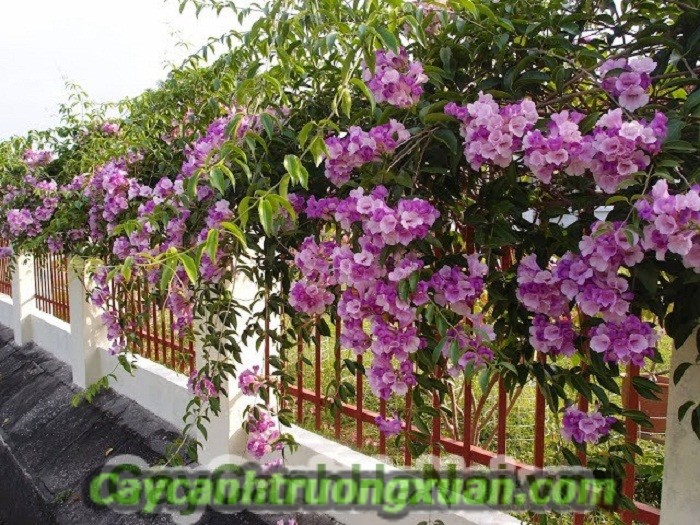 Cây hoa lan tỏi mang sắc tím thủy chung len lỏi vào từng không gian sống