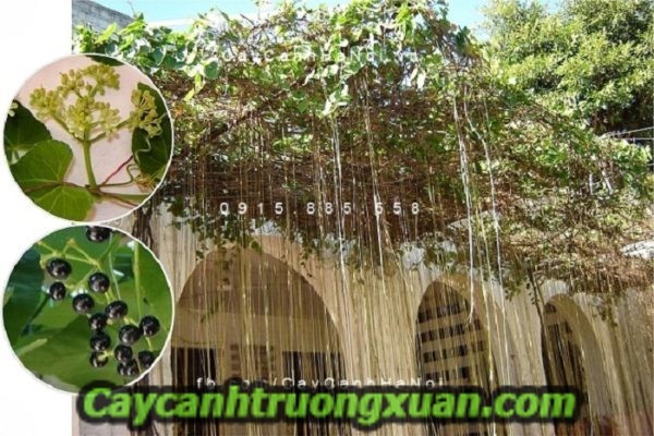 Cây mành mành tấm thảm che nắng đẹp lung linh quà tặng vô giá của thiên nhiên