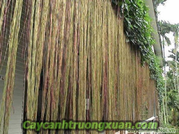 Cây mành mành tấm thảm che nắng đẹp lung linh quà tặng vô giá của thiên nhiên
