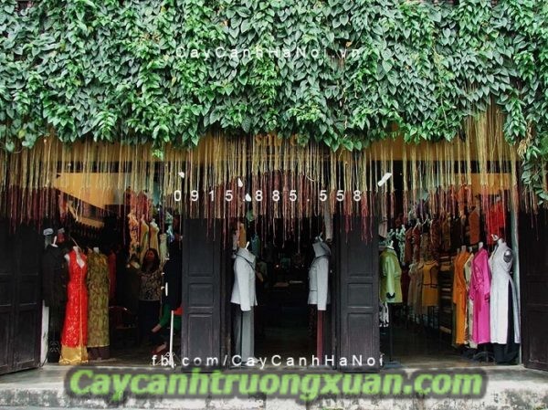 Cây mành mành tấm thảm che nắng đẹp lung linh quà tặng vô giá của thiên nhiên