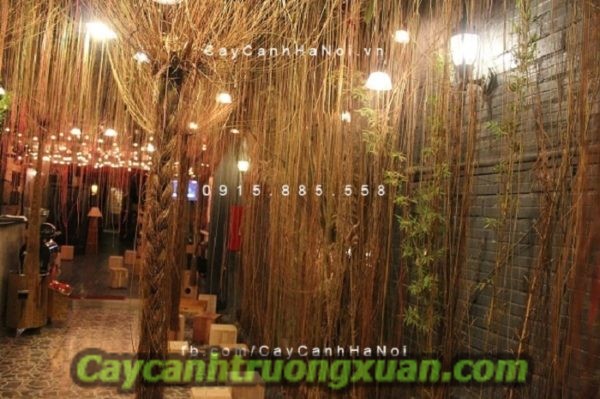 cay-manh-manh1.4