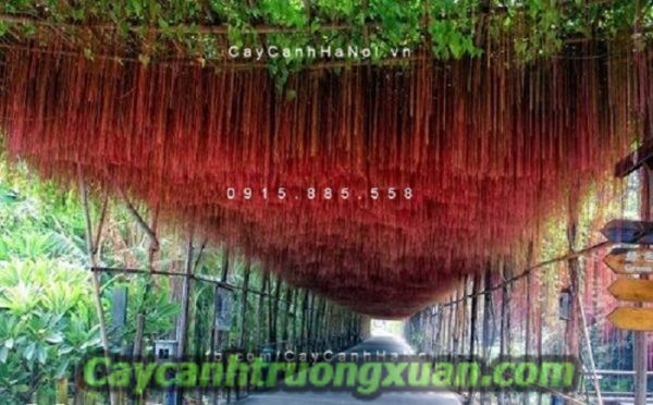 Cây mành mành tấm thảm che nắng đẹp lung linh quà tặng vô giá của thiên nhiên