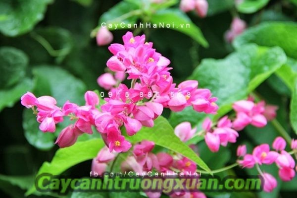 Hoa leo tigon hoa leo giàn mang nét đẹp giản dị khó phai