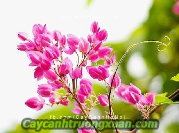 Hoa leo tigon hoa leo giàn mang nét đẹp giản dị khó phai