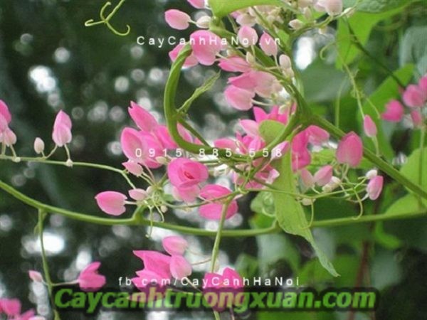 Hoa leo tigon hoa leo giàn mang nét đẹp giản dị khó phai