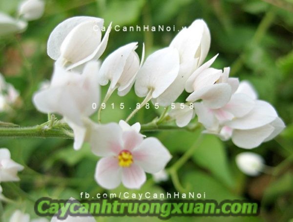 Hoa leo tigon hoa leo giàn mang nét đẹp giản dị khó phai