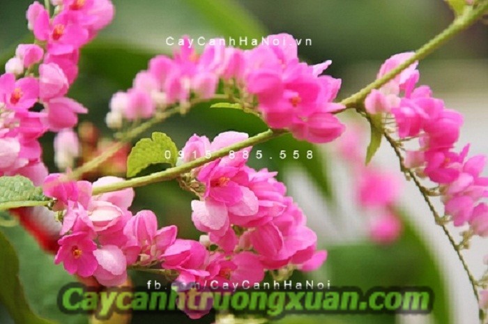 Hoa leo tigon hoa leo giàn mang nét đẹp giản dị khó phai